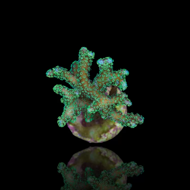 Seriatopora Caliendrum  kopen | Coralandfishstore.nl