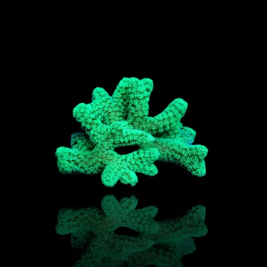 Seriatopora Calendrium