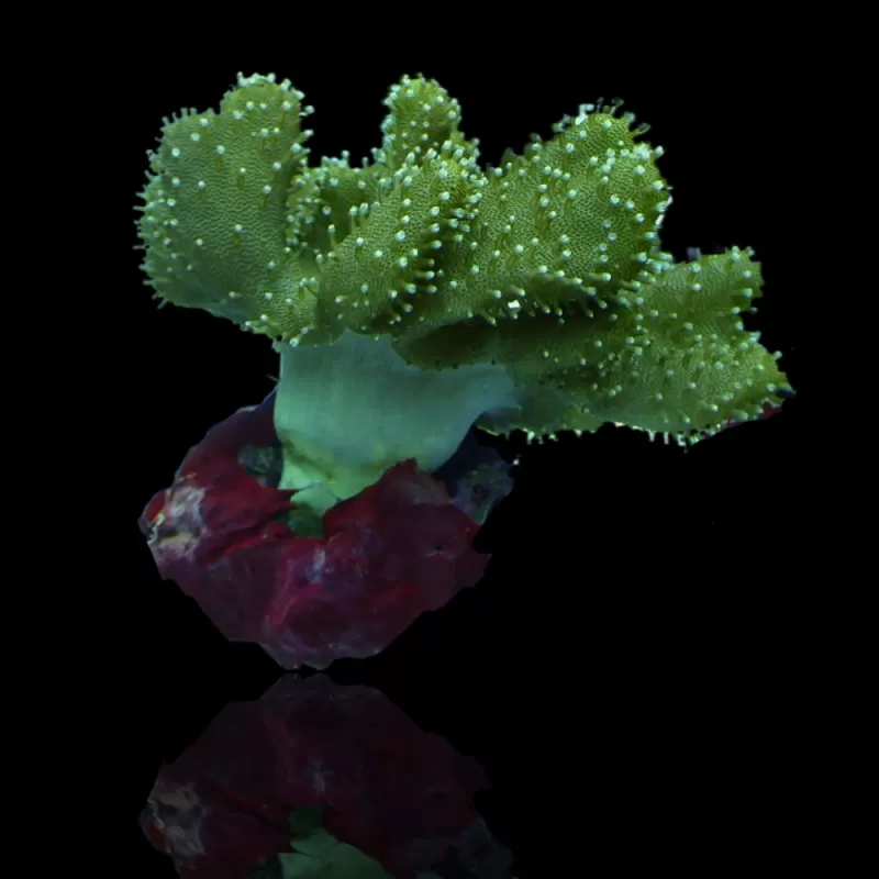 Lobophytum sp (L) Bali| Coralandfishstore.nl