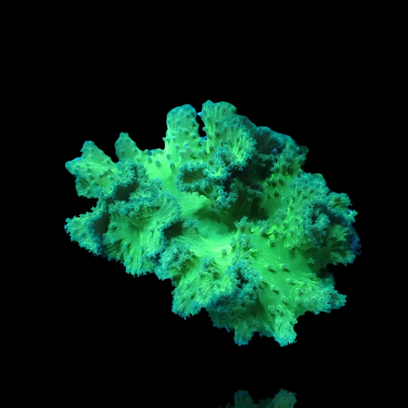 Kaufen Sie Sinularia Dura Green- Kroepoek Leather | Coralandfishstore.nl