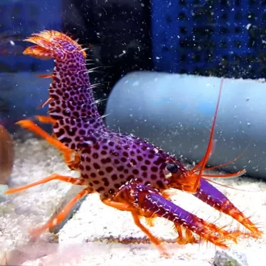 Enoplometopus Debelius | Coralandfishstore.nl  ✔ Laagste prijs