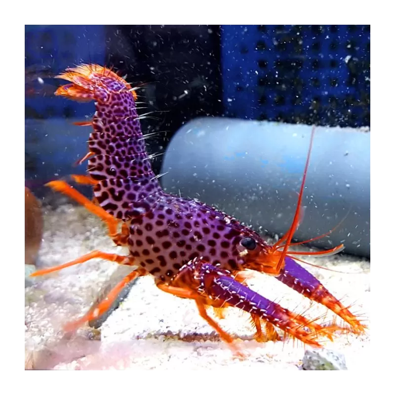 Enoplometopus Debelius | Coralandfishstore.nl  ✔ Laagste prijs