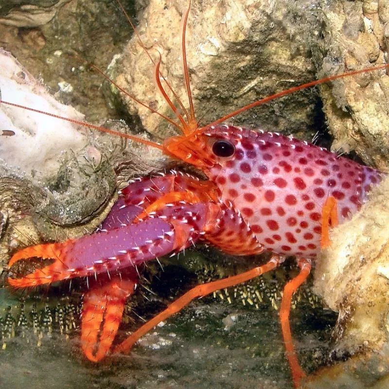 Enoplometopus Debelius | Coralandfishstore.nl  ✔ Laagste prijs