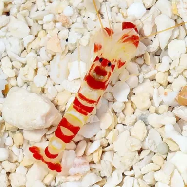 Alpheus pistoolgarnaal | Coralandfishstore.nl. ✔ Laagste prijs