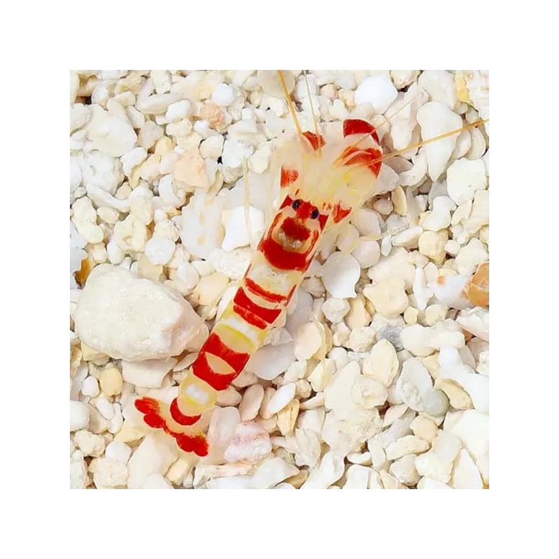 Alpheus pistoolgarnaal | Coralandfishstore.nl. ✔ Laagste prijs