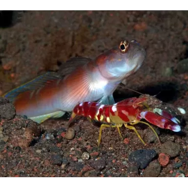 Alpheus pistoolgarnaal | Coralandfishstore.nl. ✔ Laagste prijs