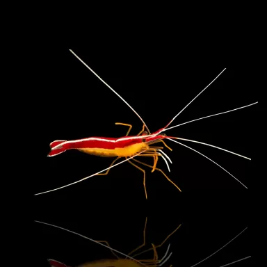 Lysmata Amboiensis (L) | Coralandfishstore.nl    ✔ Laagste prijs