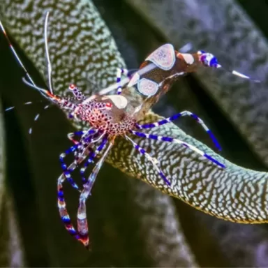 Periclimenes sp. - Anemonngarnaal