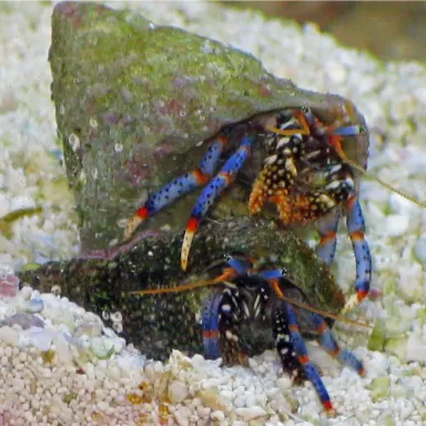 Clibanarius sp. - Hermietkreeft