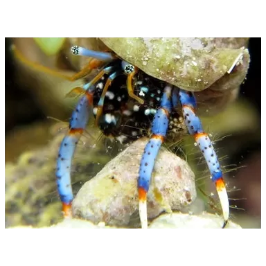 Clibanarius sp. - Hermietkreeft