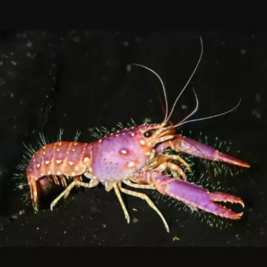 Enoplometopus Daumi - Paarse Rif Kreeft