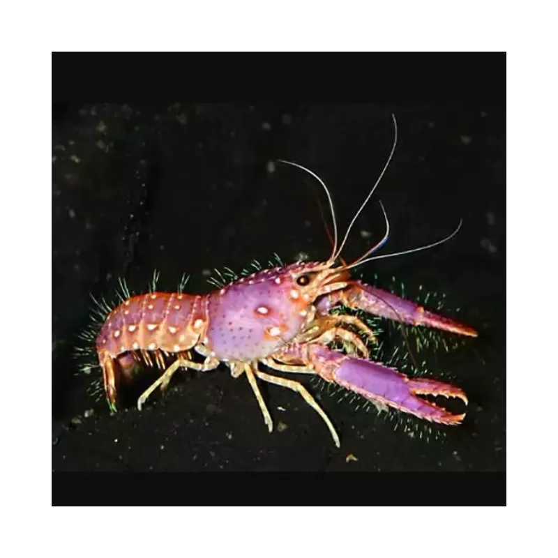 Enoplometopus Daumi - Paarse Rif Kreeft