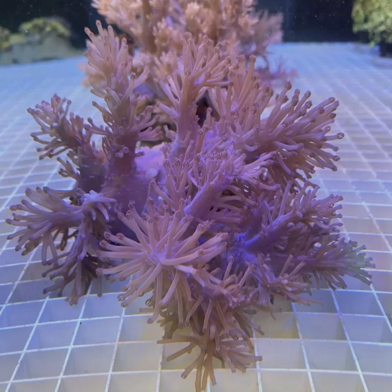 Cespitularia sp Fosfor Blue Kenia bestellen ? l Coralandfishstore.nl