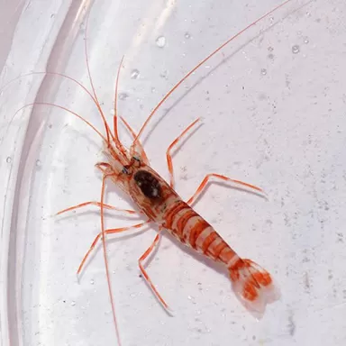 Lysmata Kuekenthali kopen?| Coralandfishstore