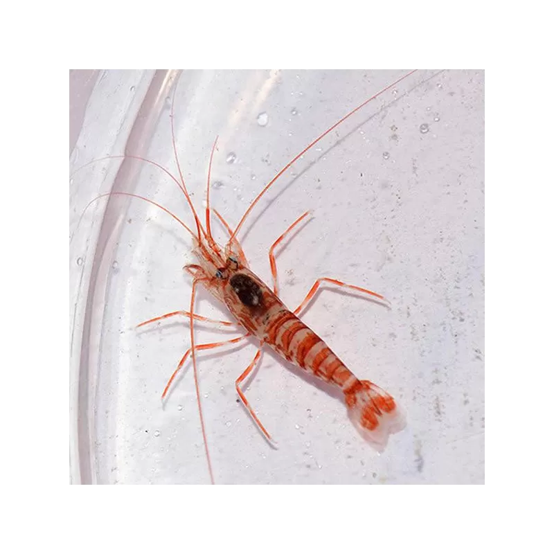 Lysmata Kuekenthali kopen?| Coralandfishstore