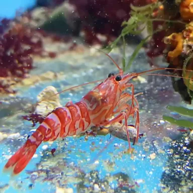 Lysmata Kükenthali | Coralandfishstore ✔ Einfach online bestellen! ✔ Niedrigster Preis