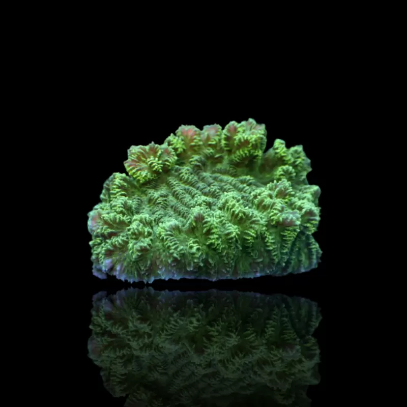 Merulina Ampliata Green bestellen ? l Coralandfishstore.nl