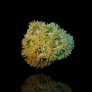 Duncanopsammia Axifuga  Australie| Coralandfishstore.nl