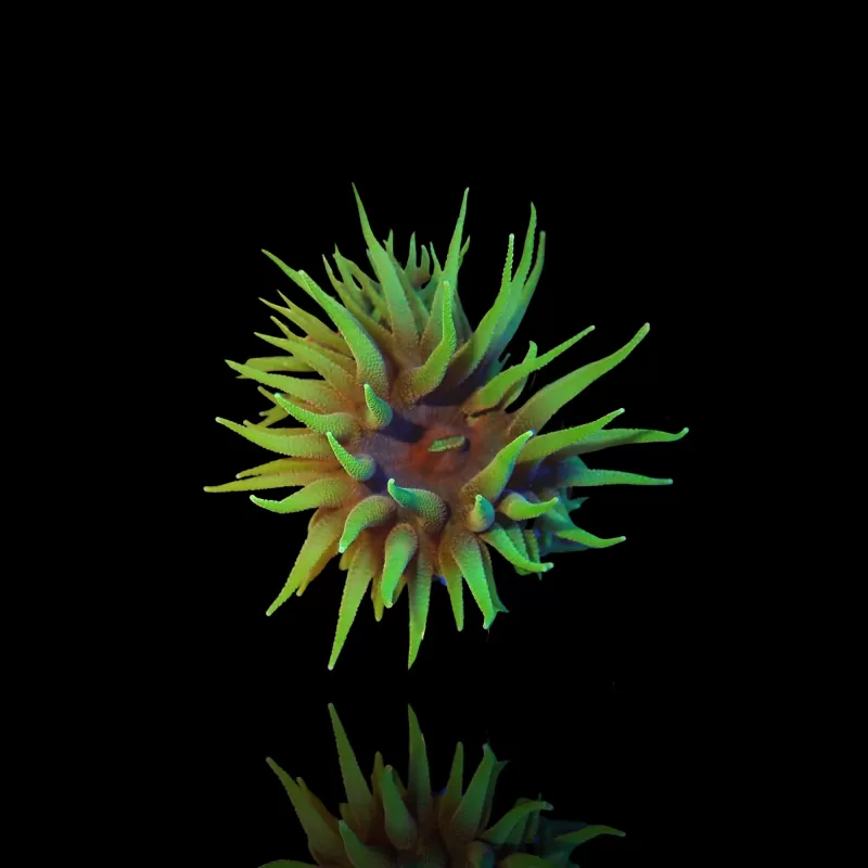 Duncanopsammia Axifuga  Australie| Coralandfishstore.nl