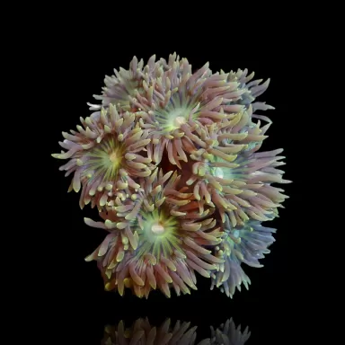 Duncanopsammia Axifuga  Australie| Coralandfishstore.nl