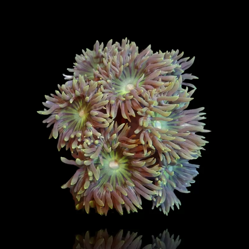 Duncanopsammia Axifuga  Australie| Coralandfishstore.nl