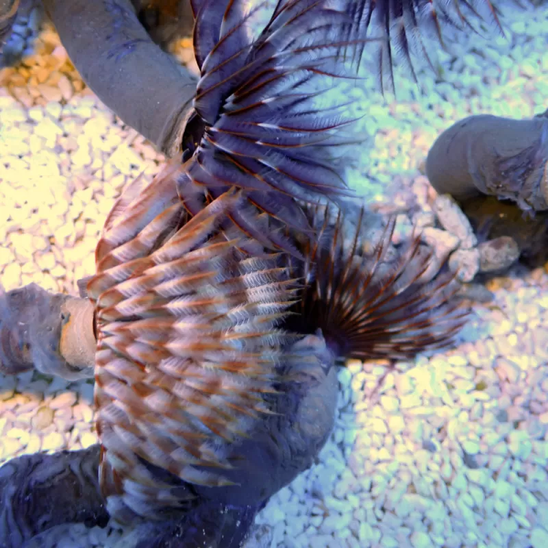 Sabellastarte sp Soft Tube Worm | Coralandfishstore.nl