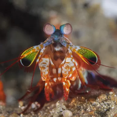 Odontodactylus Scyllarus