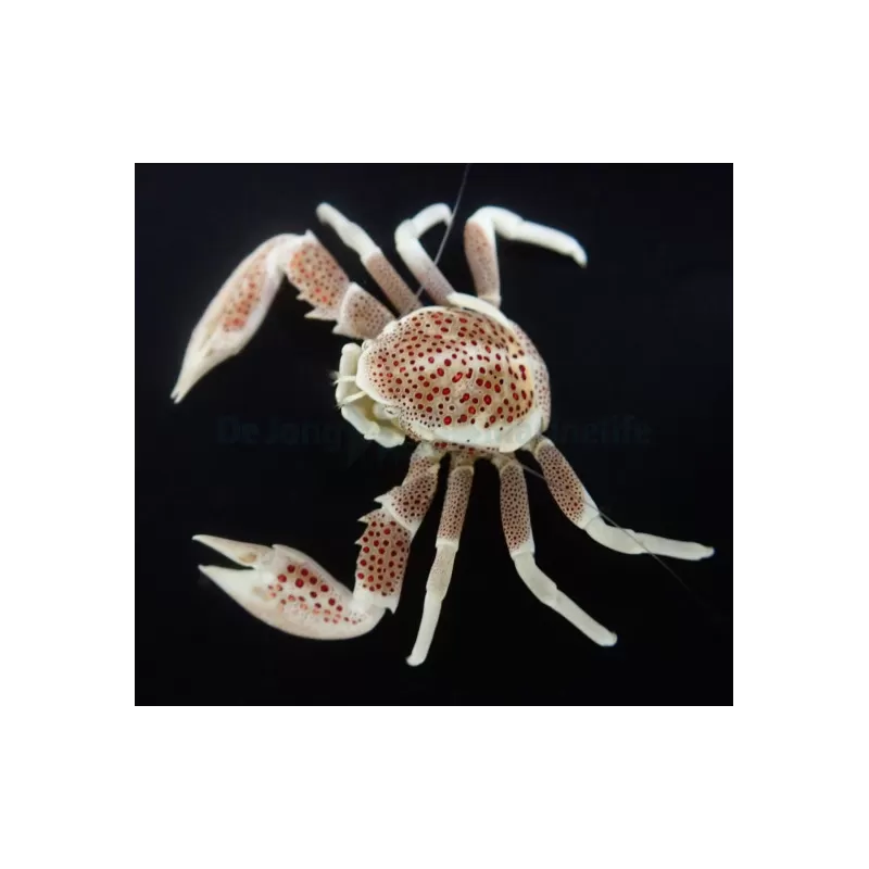 Neopetrolisthes Ohshimai | Coralandfishstore.nl