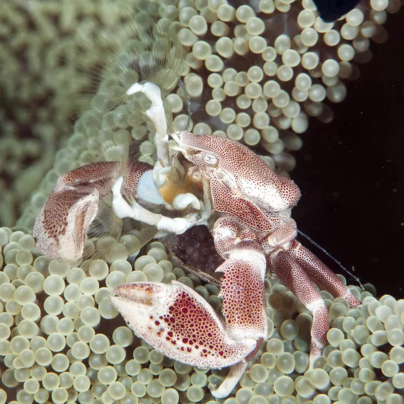 Neopetrolisthes Ohshimai