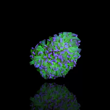 Euphyllia Paraancora Groen-paars  kopen | Coralandfishstore.nl