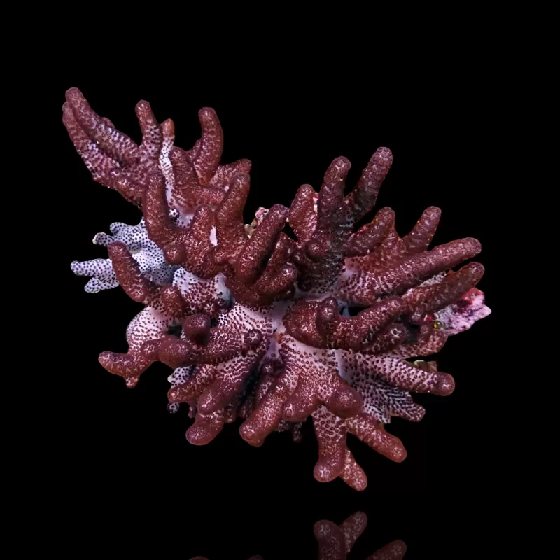 Cladiella Halversoni kopen | Coralandfishstore.nl