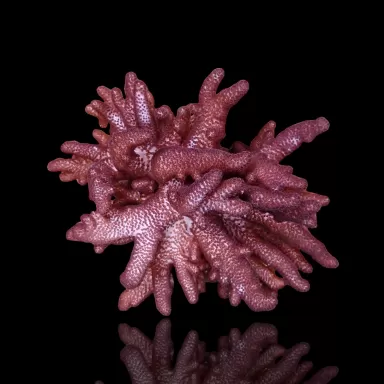 Cladiella Halversoni Größe L