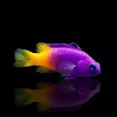 Gramma Loreto - Koningsgramma