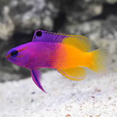 Gramma Loreto (Royal Gramma) | Coralandfishstore.nl