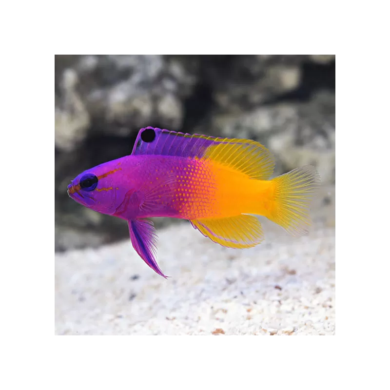 Gramma Loreto (Royal Gramma) | Coralandfishstore.nl