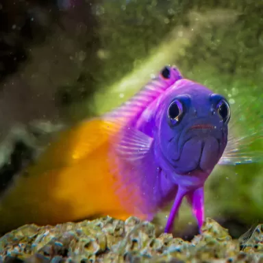 Gramma Loreto (Royal Gramma) | Coralandfishstore.nl