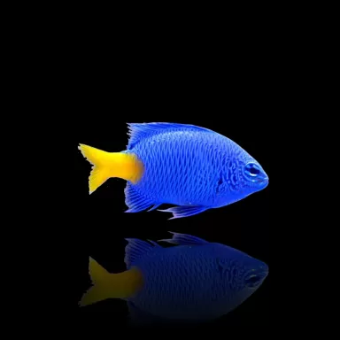 Chrysiptera Parasema