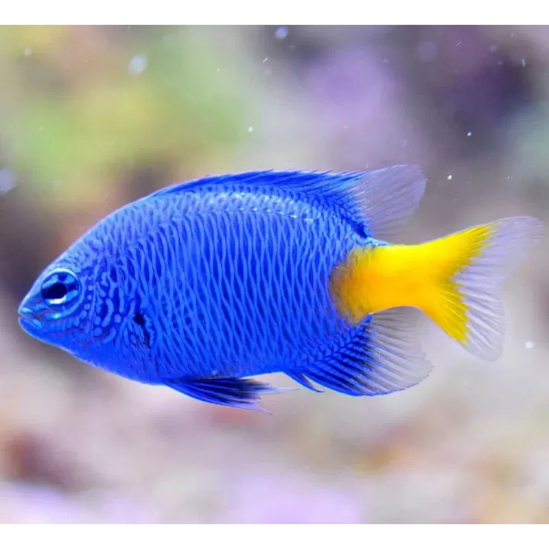 Chrysiptera Parasema | Coralandfishstore.nl