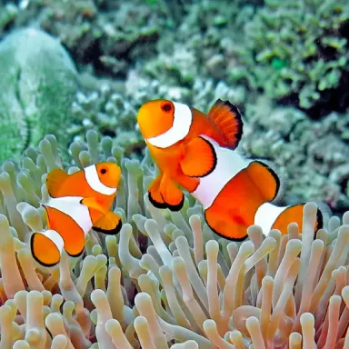 Möchten Sie Amphiprion Occelaris kaufen? | Coralandfishstore.nl