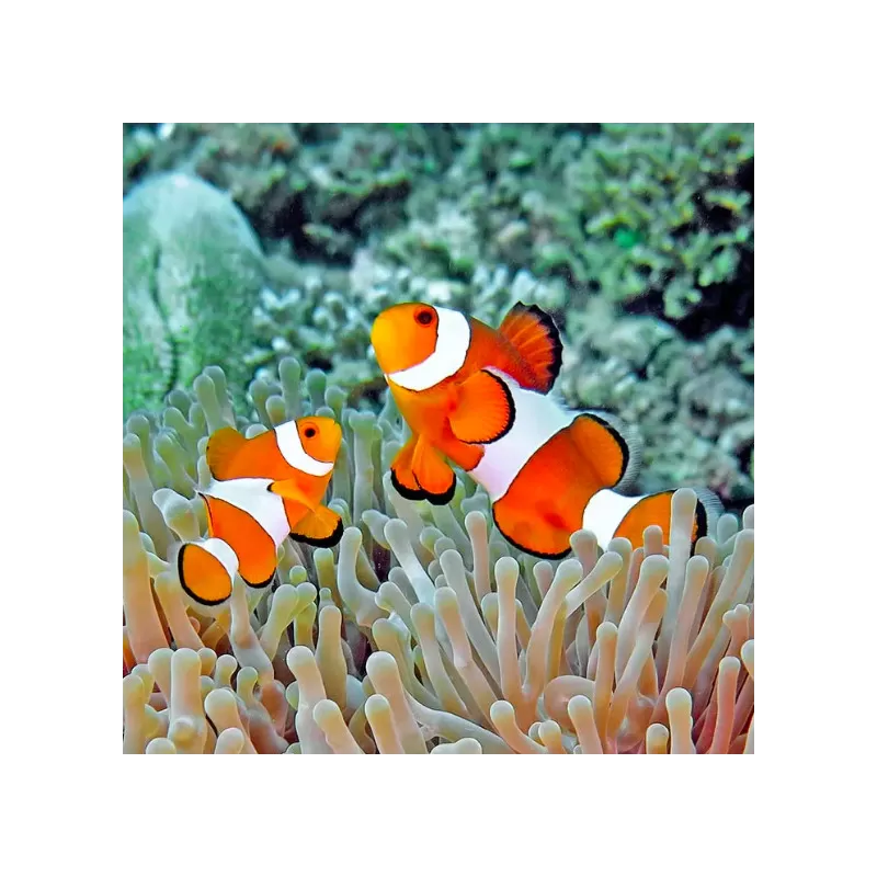 Möchten Sie Amphiprion Occelaris kaufen? | Coralandfishstore.nl