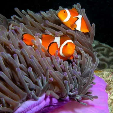 Möchten Sie Amphiprion Occelaris kaufen? | Coralandfishstore.nl