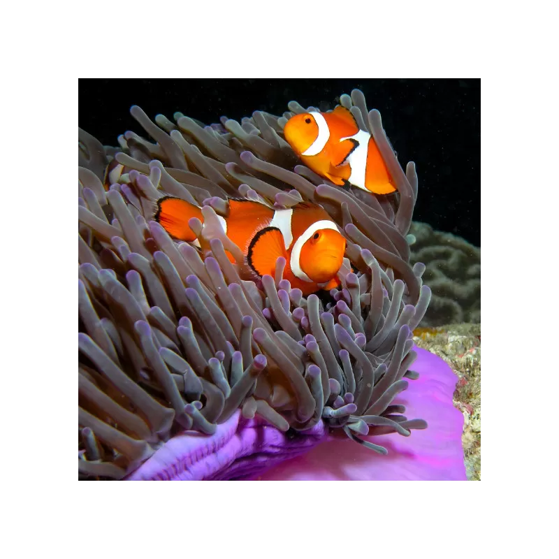 Amphiprion Occelaris kopen? | Coralandfishstore.nl