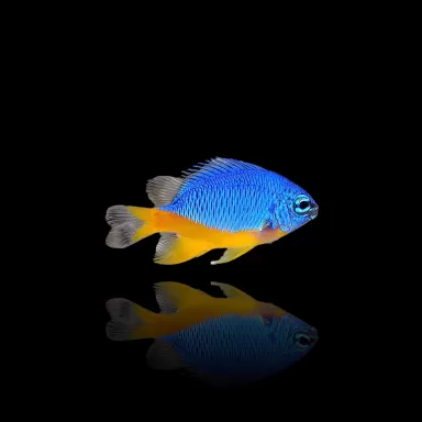 Chrysiptera Hemicyanea