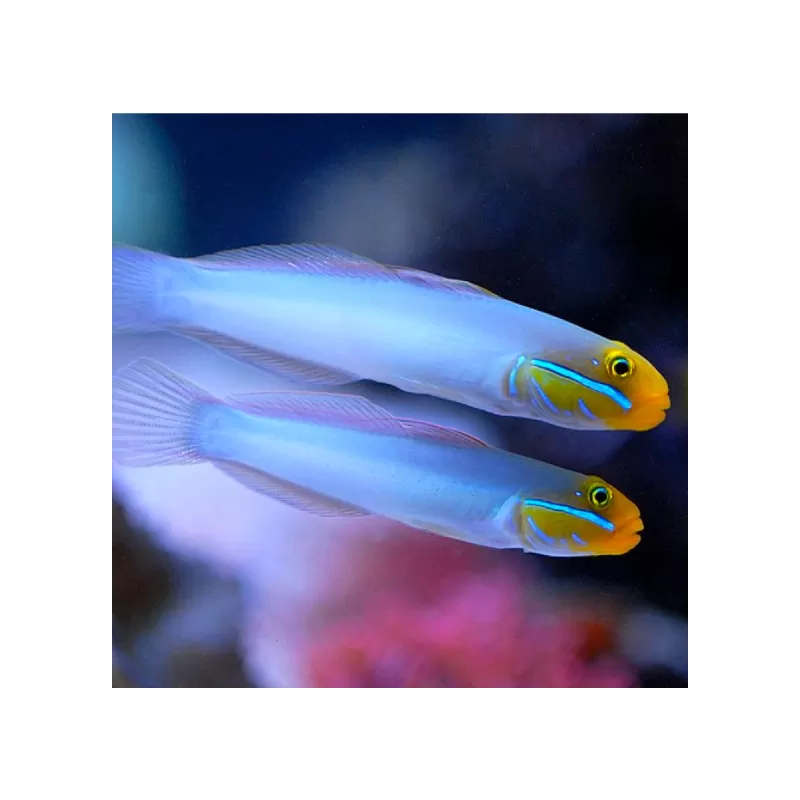 Valenciennea Strigata - Blaustreifenstrandläufer