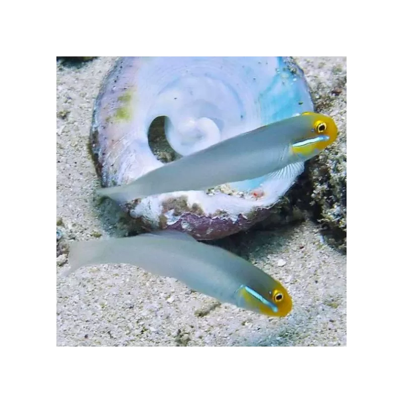 Valenciennea Strigata  - Blauw streep zandhapper