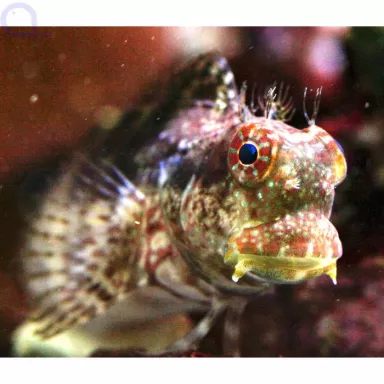 Salarias Fasciatus | Coralandfishstore.nl