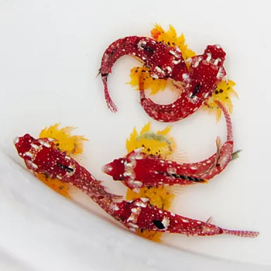 Synchiropus Sycorax | Coralandfishstore.nl