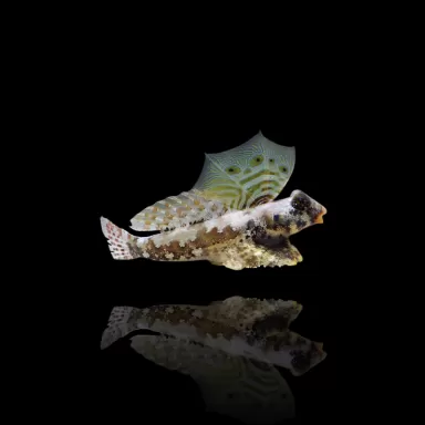 Synchiropus Ocellatus