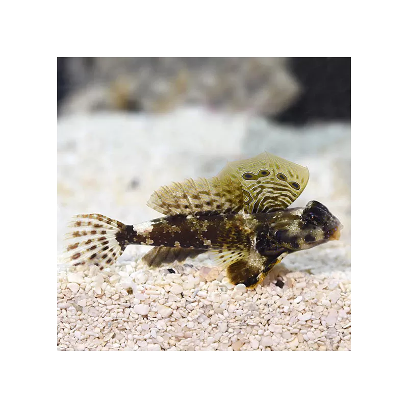 Synchiropus Ocellatus - Bruine pitvis - Scooter Blennie