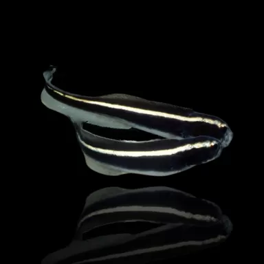 Pholidichthys Leucotaenia bestellen? l Coralandfishstore.nl